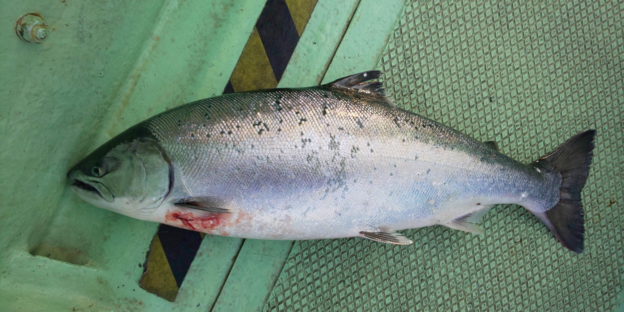 私が釣りで使っている 針外し はコレ 海坊主ブログ